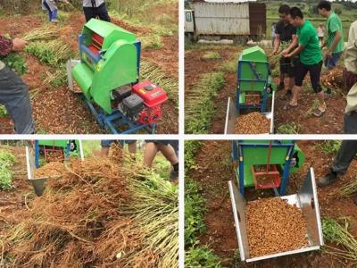 What are the uses of planting peanuts?