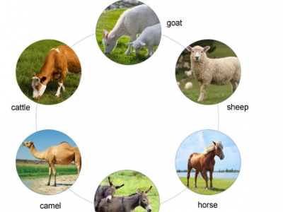 The correct procedure for milking cows with a milking machine