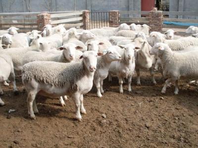 How many types of sheep feed are there? How to mix and match