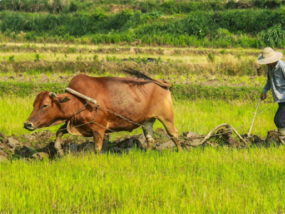 The difference between conventional, modern and organic farming