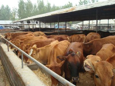 Principles of cattle feed formulation