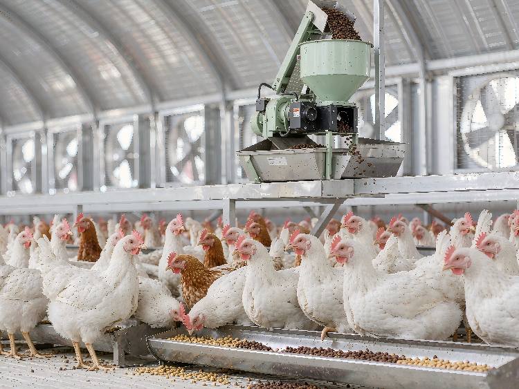 From 500 Layers to 10,000 Broilers: How Flock Size Decides Your Feed Pellet Production and Which Pellet Mill You Need