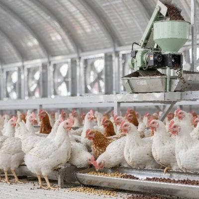 From 500 Layers to 10,000 Broilers: How Flock Size Decides Your Feed Pellet Production and Which Pellet Mill You Need