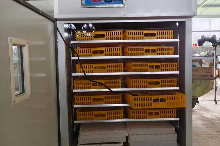 duck egg incubator machine